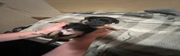 Chiweenie dogs for sale: 8 beautiful chiweenie‘s for sale - Advert 10
