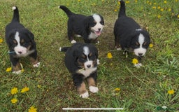 Bernese Mountain Dog dogs for sale: KC Reg Bernese Mountain Dog Puppies - Image 6