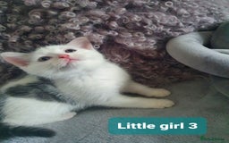 Mixed Breed cats for sale: 2 Fluffy Boys and 3 Gorgeous Girls READY NOW - Image 11