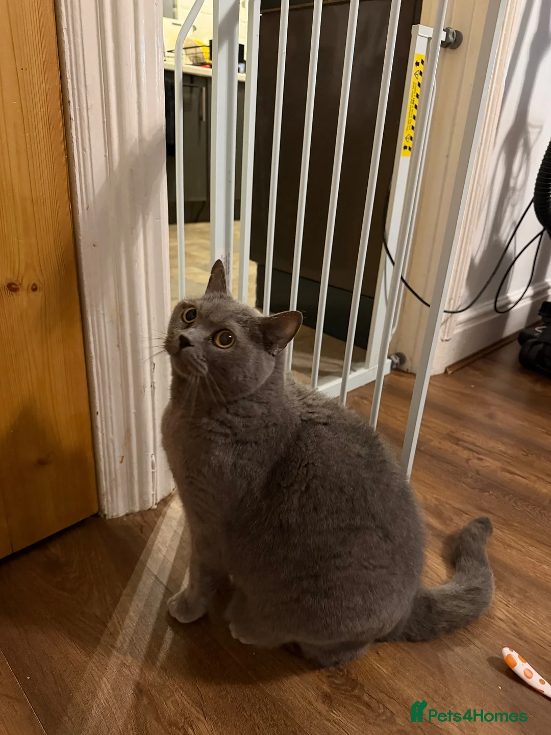 British Shorthair cats for sale: 5 year old cat for sale in Bacup - Advert 1