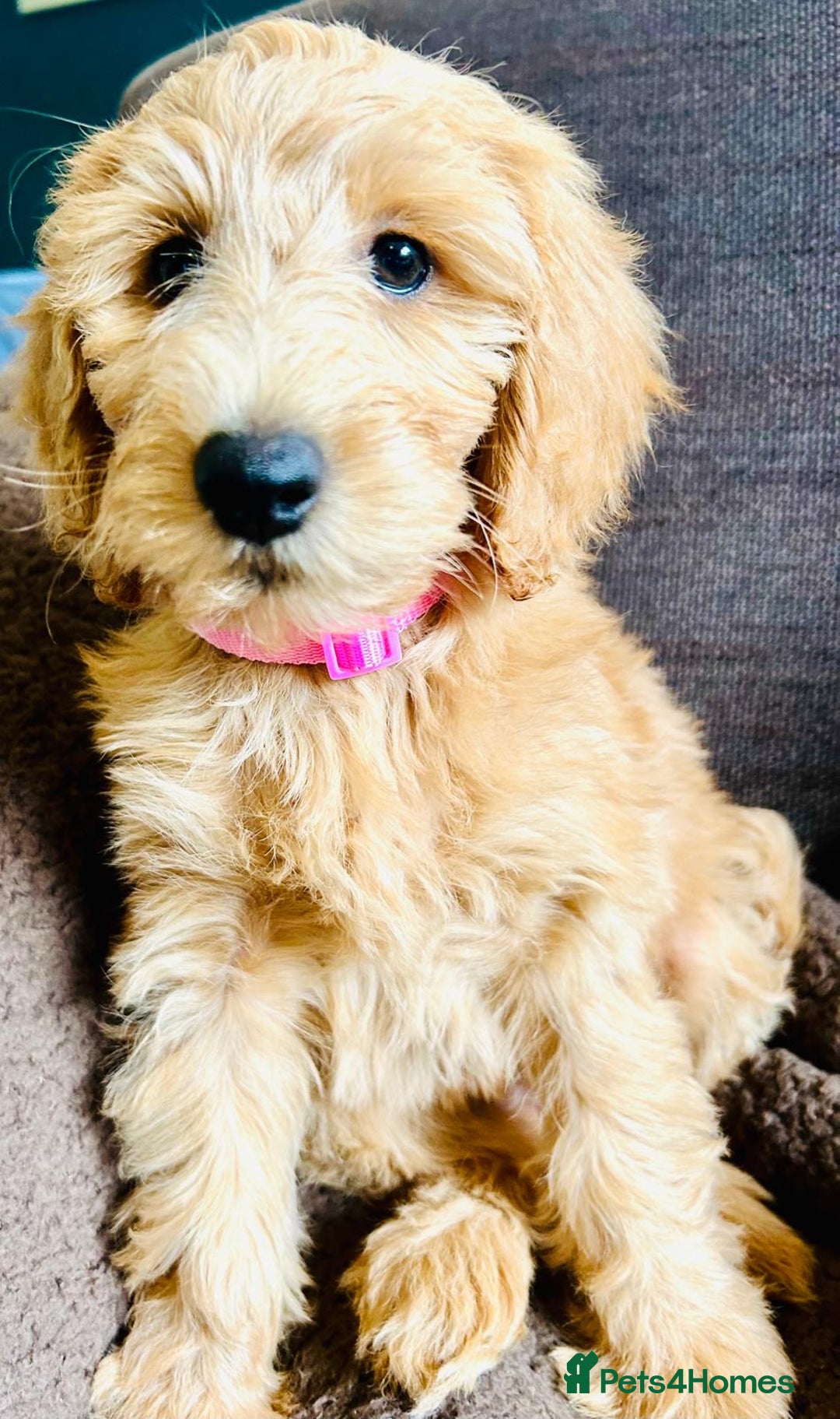 Labradoodle dogs for sale:  Adorable 🥰 Miniature Labradoodle Puppies F2B  - Image 4