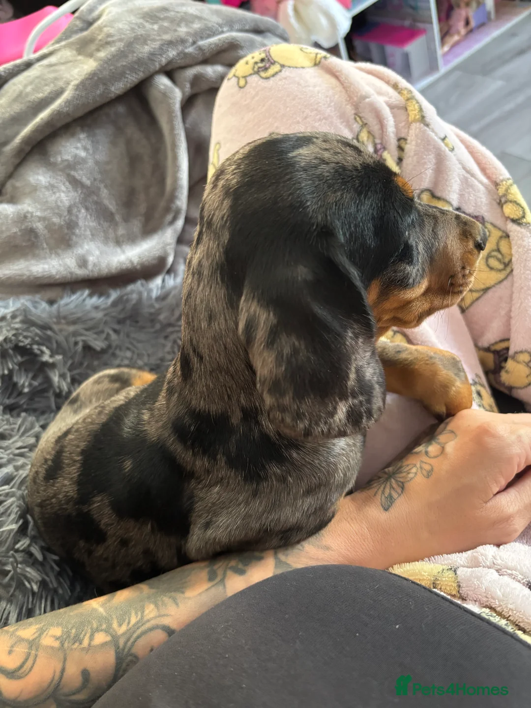 Dachshund dogs for sale: Male  - Advert 2