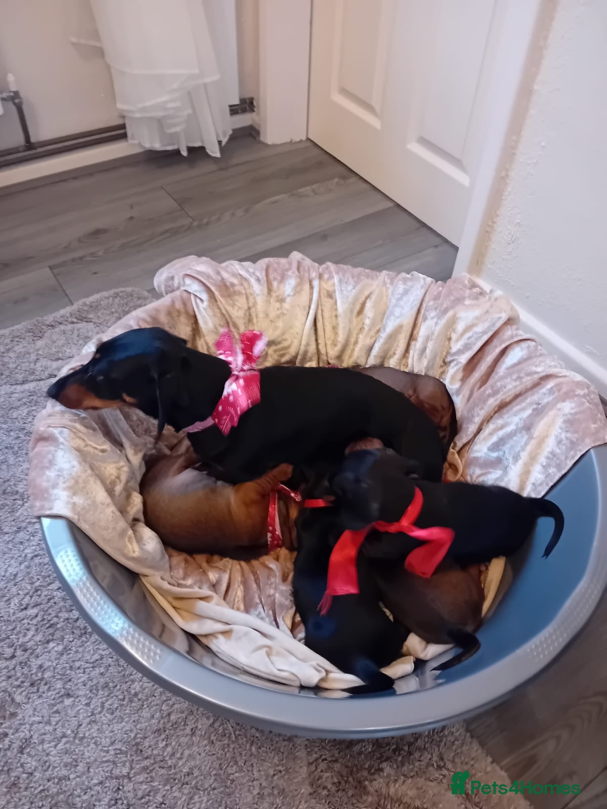 Dachshund dogs Dachshund puppies  - Advert 4