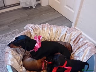 Dachshund dogs Dachshund puppies - Advert 9