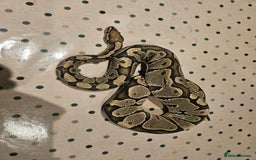 Python Snake reptiles for sale: 4x Royal Pythons for sale - Image 3