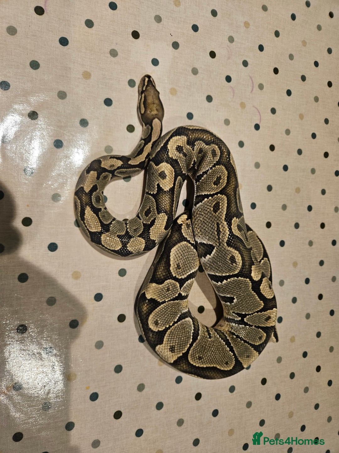 Python Snake reptiles for sale: 4x Royal Pythons for sale - Image 3