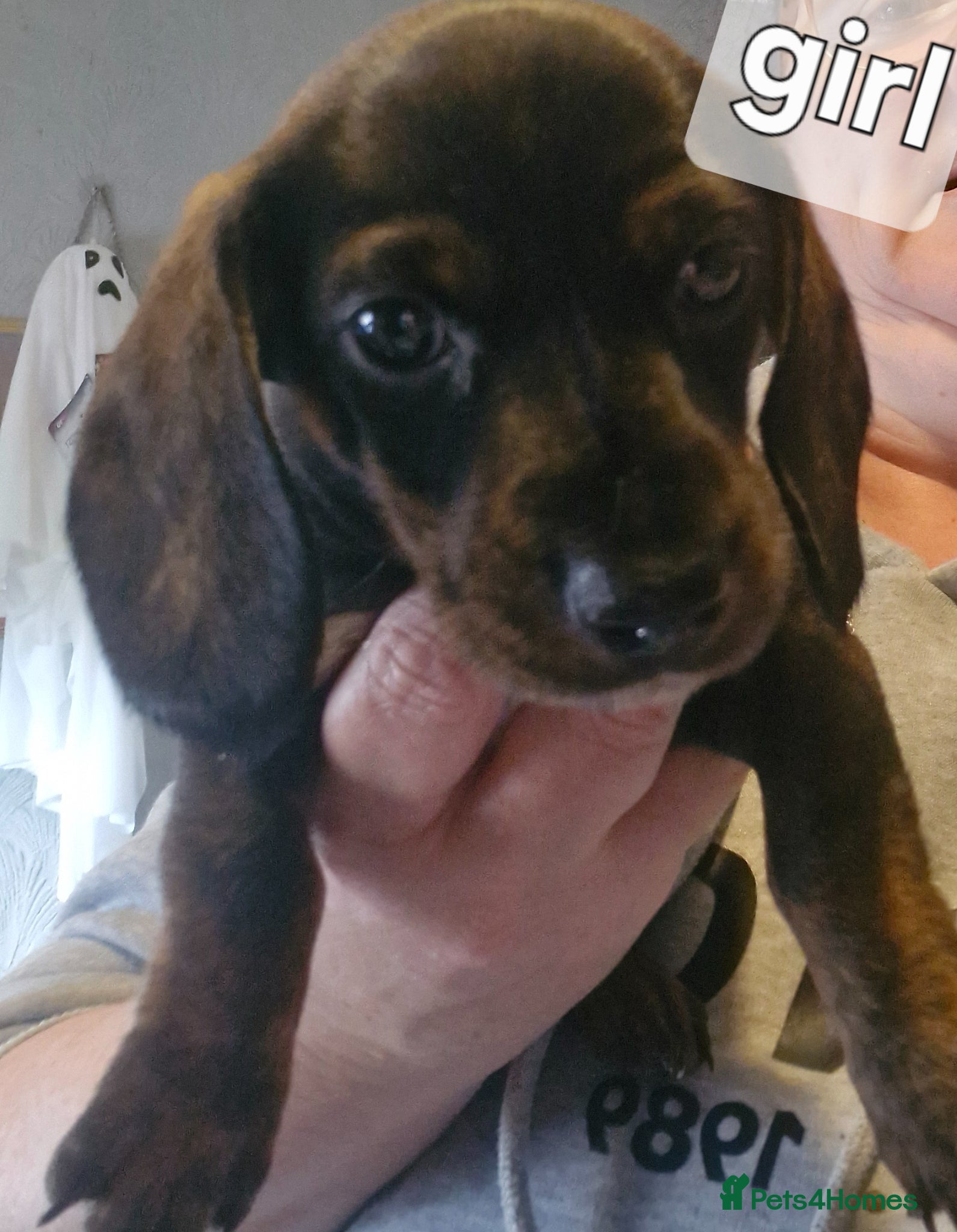 Dachshund dogs Dachshunds puppies - Advert 1