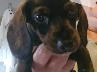 Dachshund dogs Dachshunds puppies - Advert 1