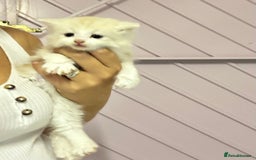 Mixed Breed cats for sale: Ready now - Beautiful fluffy boy  - Image 4