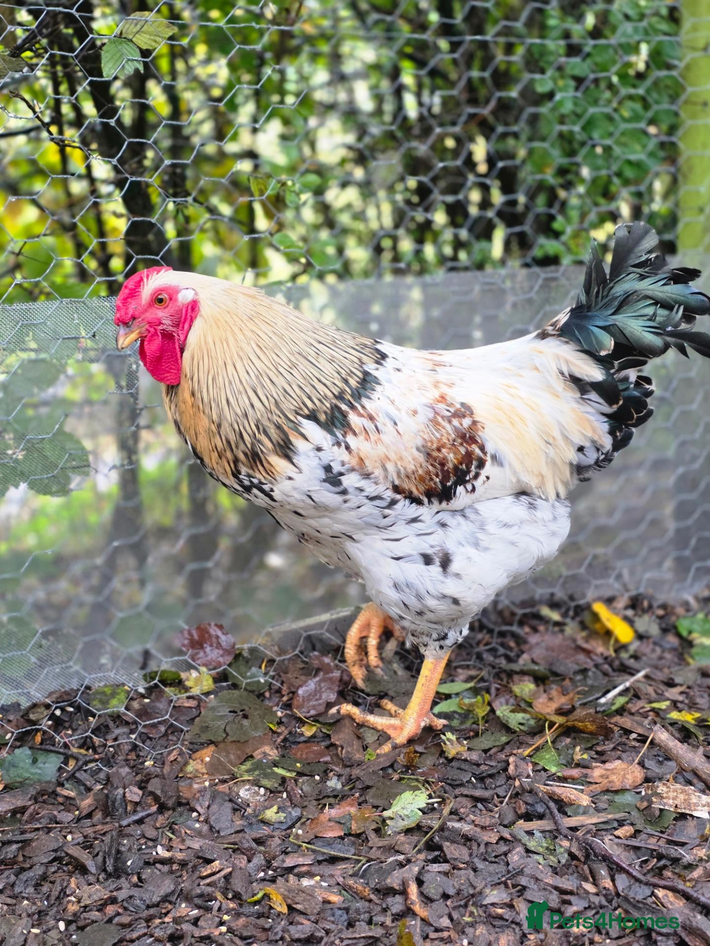 Chickens poultry Four Cockerels looking for good home  - Advert 1
