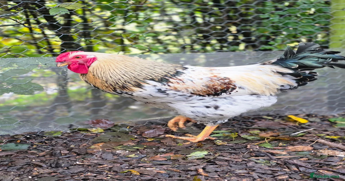 Chickens Poultry for sale | Pets4Homes