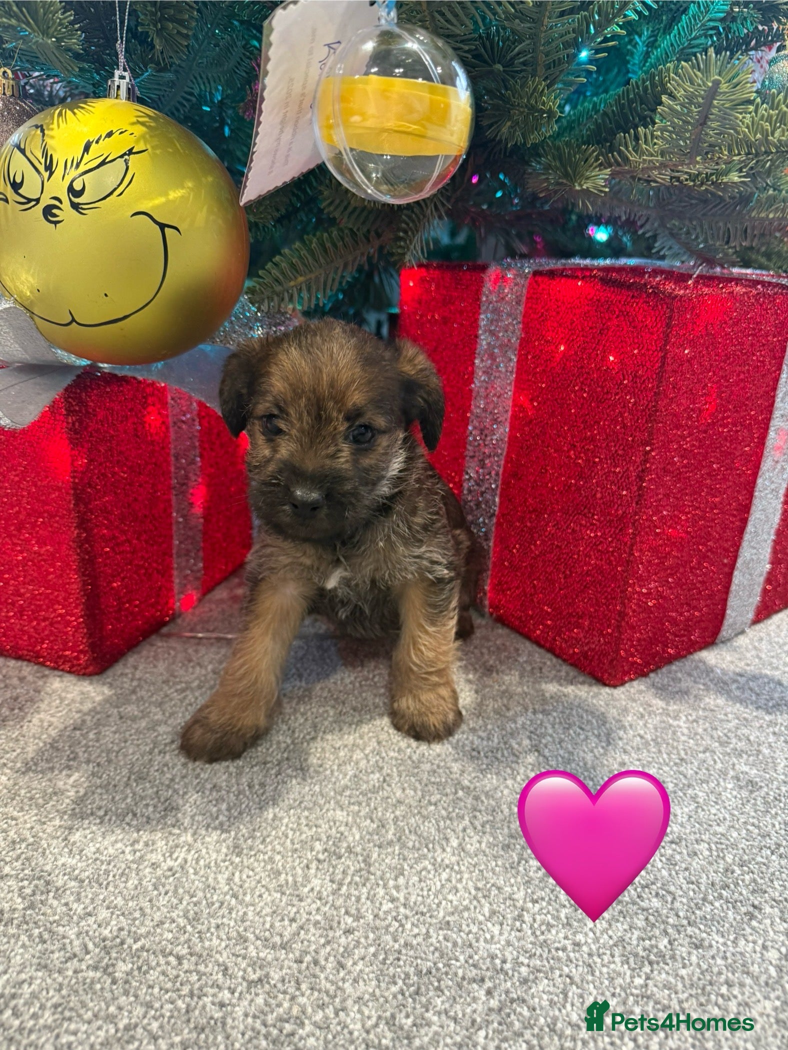 Mixed Breed dogs Unique Border Terrier X Mini Poodle Puppies! - Advert 1
