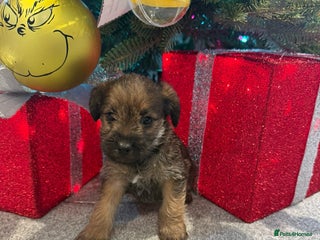 Mixed Breed dogs Unique Border Terrier X Mini Poodle Puppies! - Advert 7
