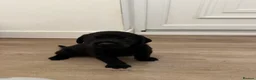 Labrador Retriever dogs for sale: Black Labrador puppies for sale  - Advert 5