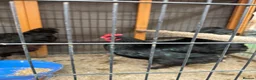 Chickens poultry for sale: Copper black maran laying in Nottingham - Advert 1