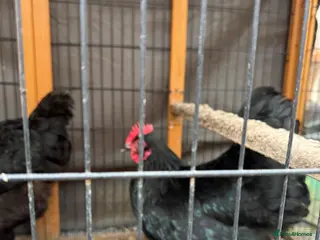 Chickens poultry Copper black maran laying - Advert 16