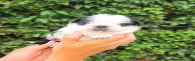 Spot girl
