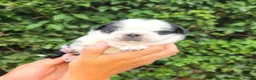 Pug dogs for sale: Royal Blue Litter - Exclusive Showline  - Advert 8