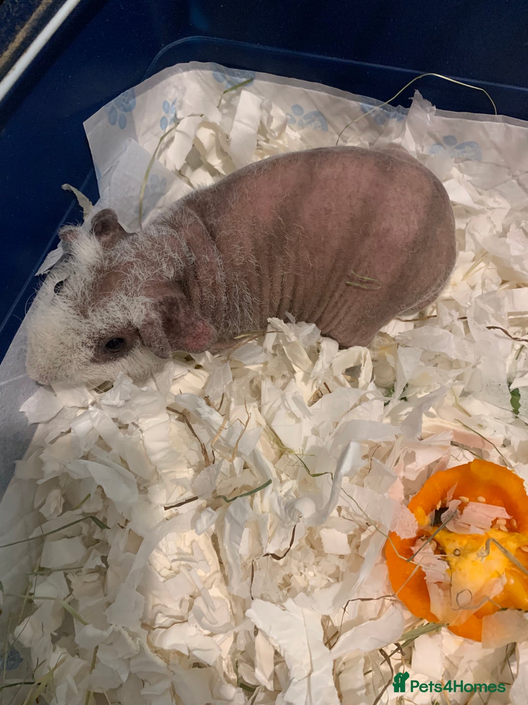 Guinea Pig rodents for sale: Skinny Pigs /werewolf piggies  - Image 2