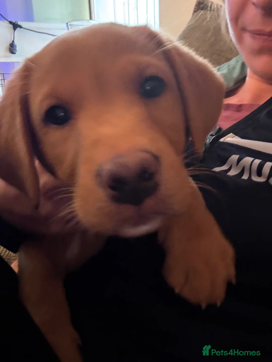 Labrador Retriever dogs for sale: Beautiful KC Registered Fox Red Labrador Puppies in Cheltenham - Advert 2