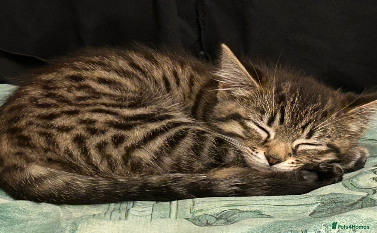 Mixed Breed cats - Advert 3