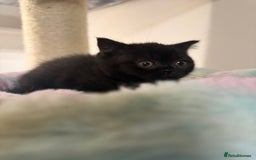 British Shorthair cats for sale: Beautiful British shorthair champion bloodlines - Image 1