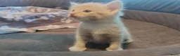 Mixed Breed cats for sale: Adorable kittens are looking for lovely home  - Advert 37