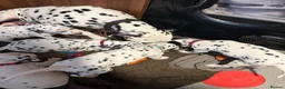 Dalmatian dogs for sale: RKG Dalmatian pups ready this weekend  - Advert 9