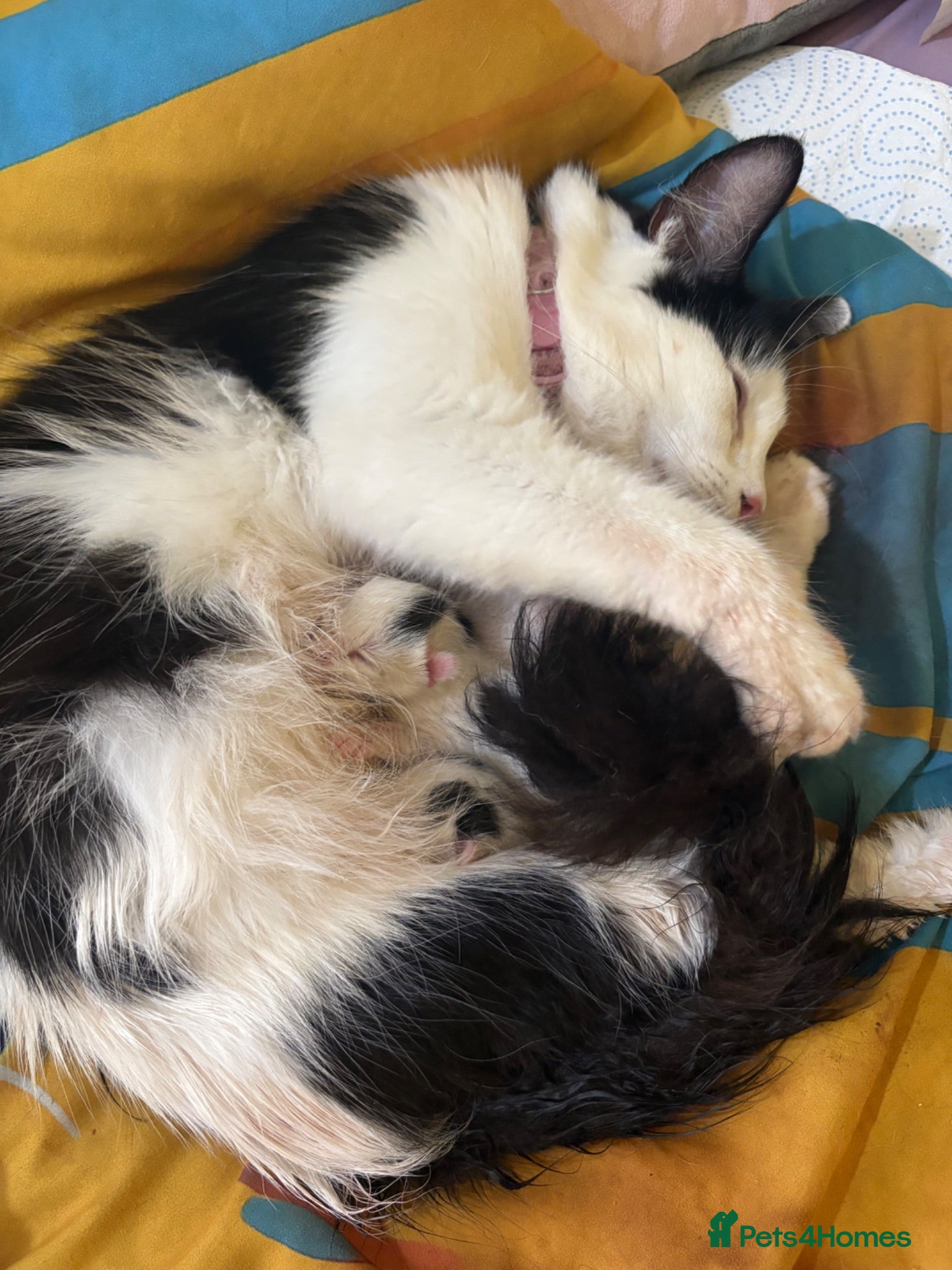 Mixed Breed cats 🐱Adordable Turkish Van x Ragdoll Kittens🐱 - Advert 1