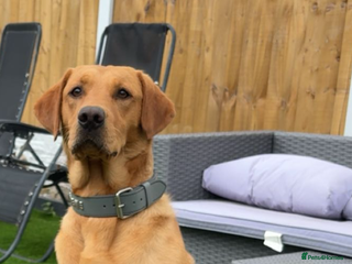 Labrador Retriever dogs Labrador retriever for stud - Advert 6