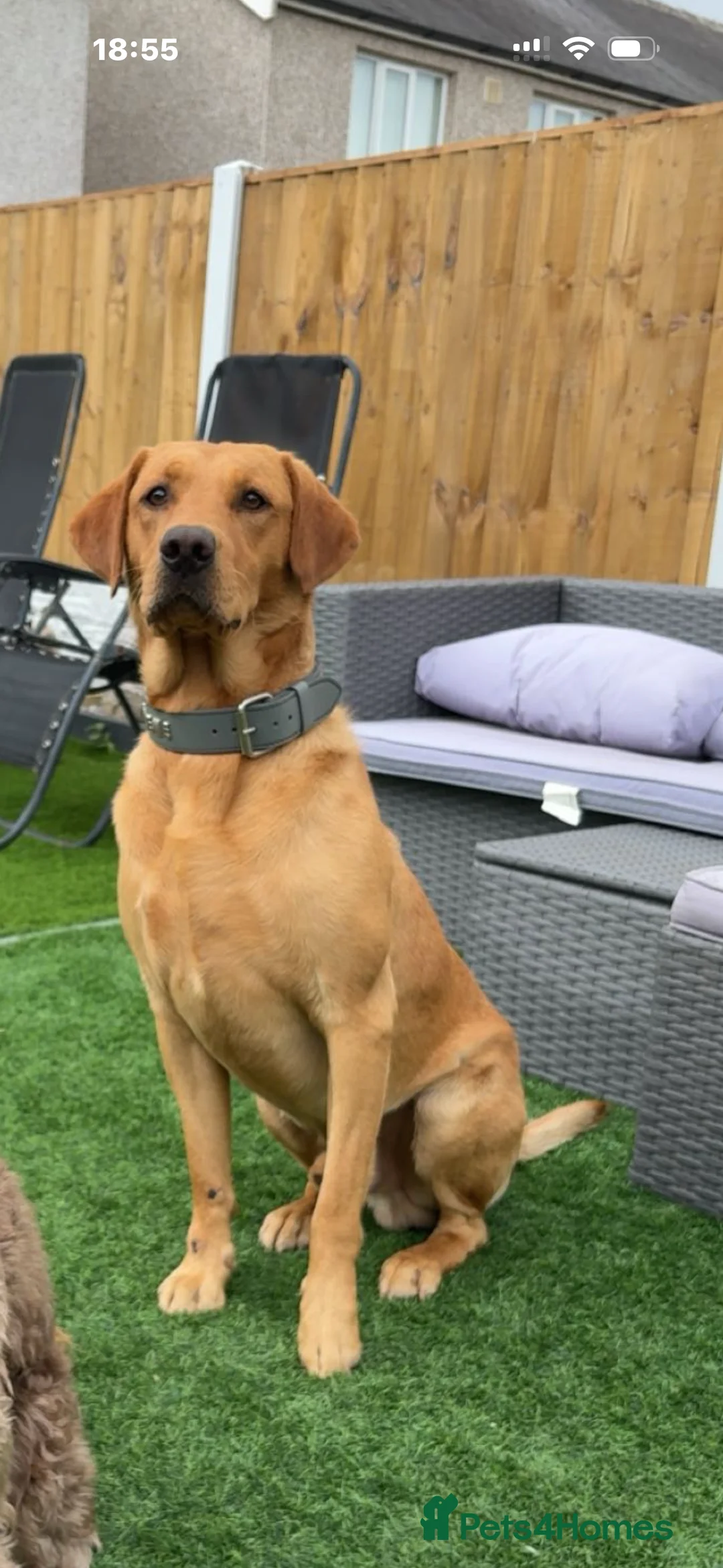 Labrador Retriever dogs for stud: Labrador retriever for stud  - Advert 1