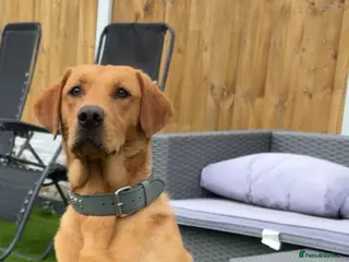 Labrador Retriever dogs Labrador retriever for stud - Advert 5