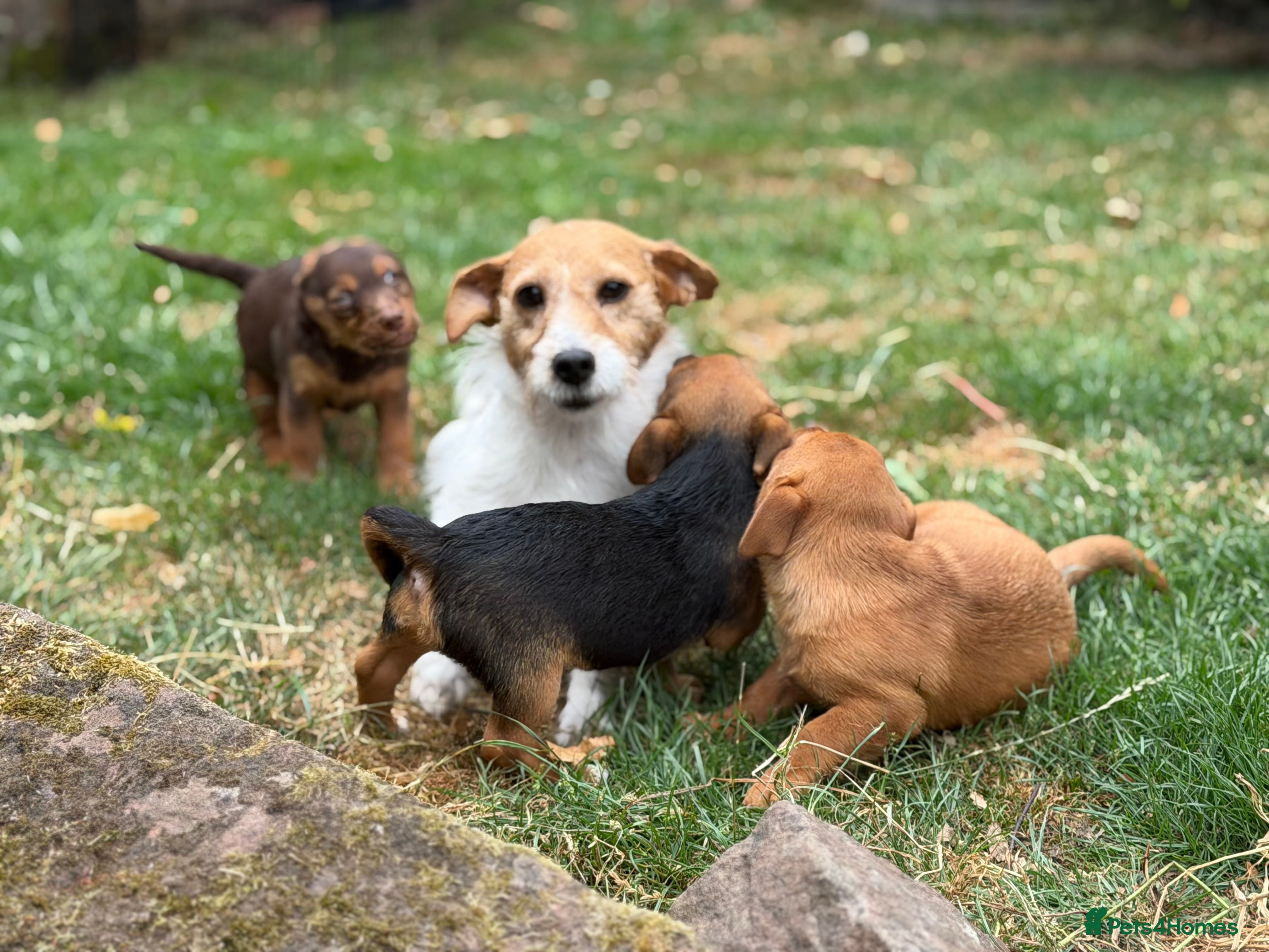 Jack Russell dogs Three gorgeous jack russell pups  - Advert 2