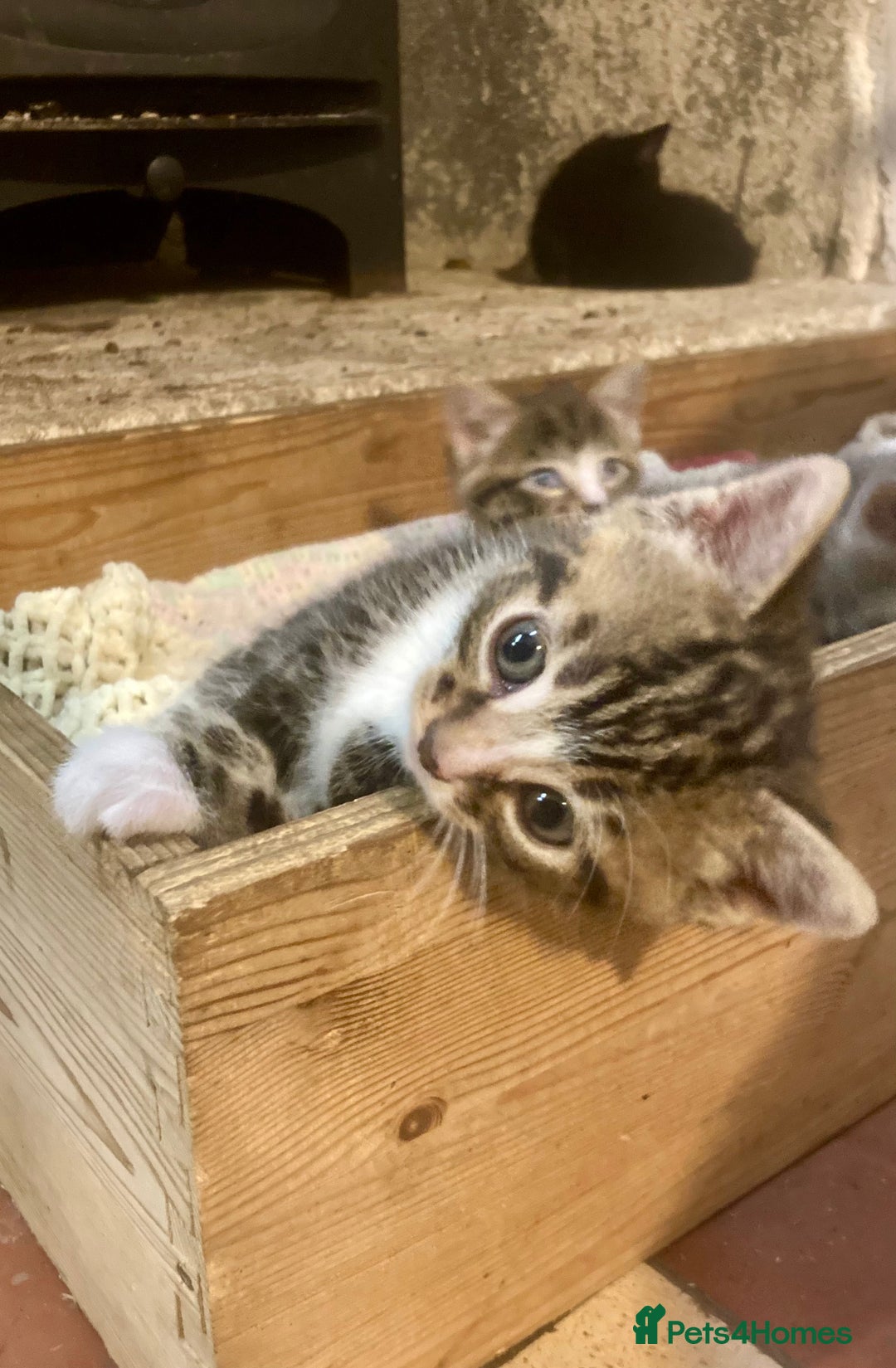 Ragdoll cats for sale: GORGEOUS Ragdoll X kittens  - Advert 7