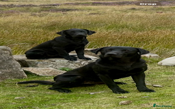 Labrador Retriever dogs for sale: Champion bred by own Ftch /ftw - Image 3