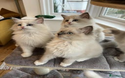Ragdoll cats for sale: Beautiful Ragdoll kittens - Advert 3