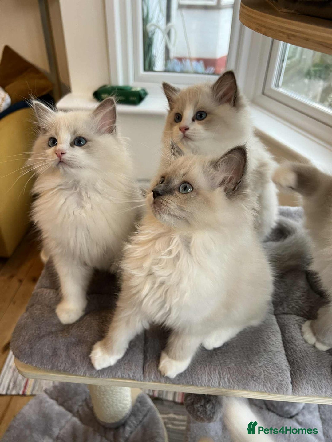Ragdoll cats for sale: Beautiful Ragdoll kittens - Advert 3