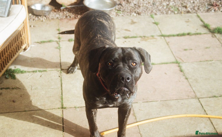 Mixed Breed dogs - Advert 2