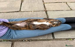 Mixed Breed dogs for sale: Beautiful Basset Hound x’s - Image 8