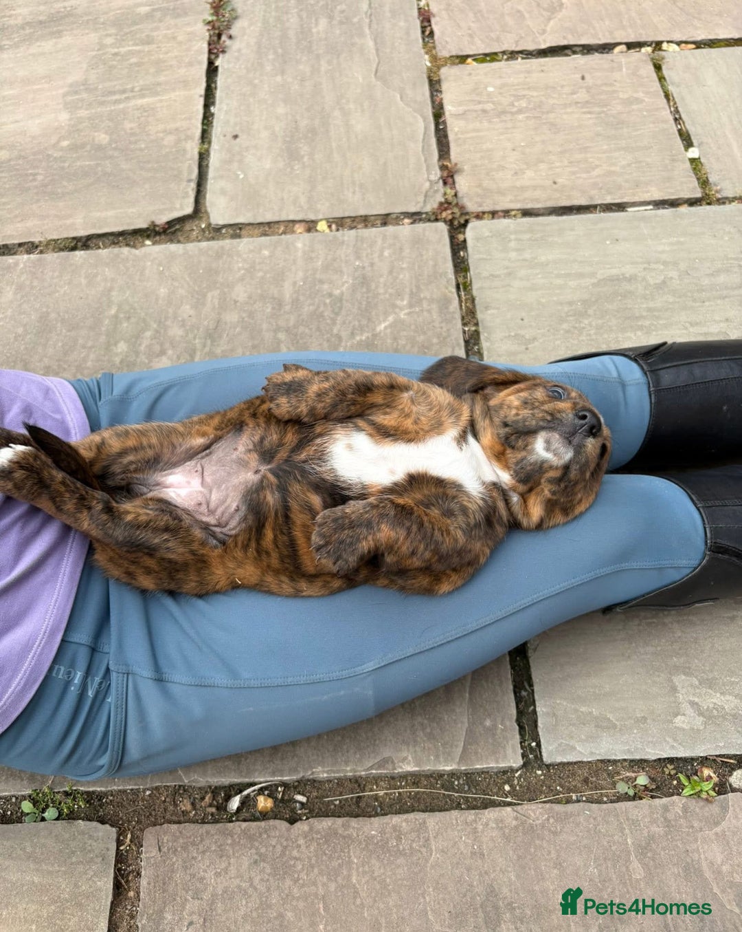 Mixed Breed dogs for sale: Beautiful Basset Hound x’s - Image 8