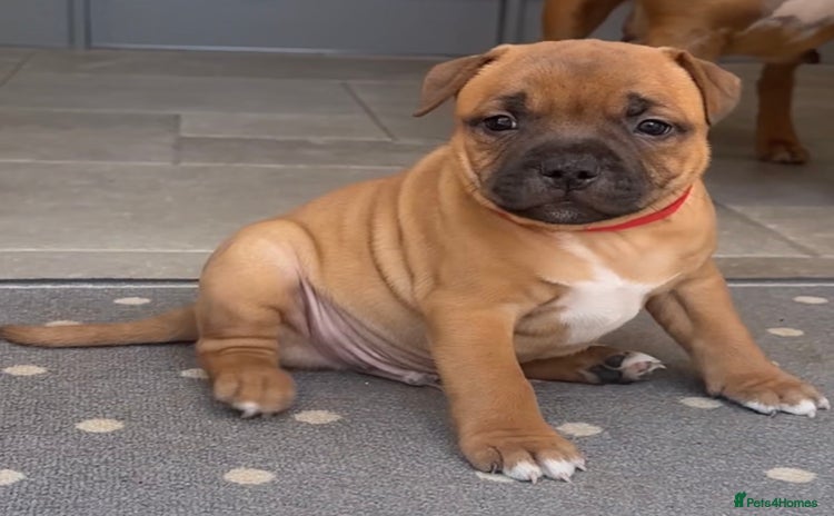 Staffordshire Bull Terrier dogs - Advert 5