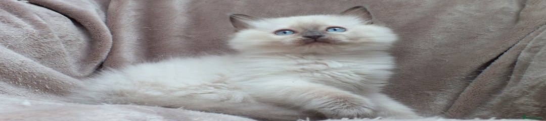 Ragdoll Kitten 1 Raguccisnowdols River-Blu