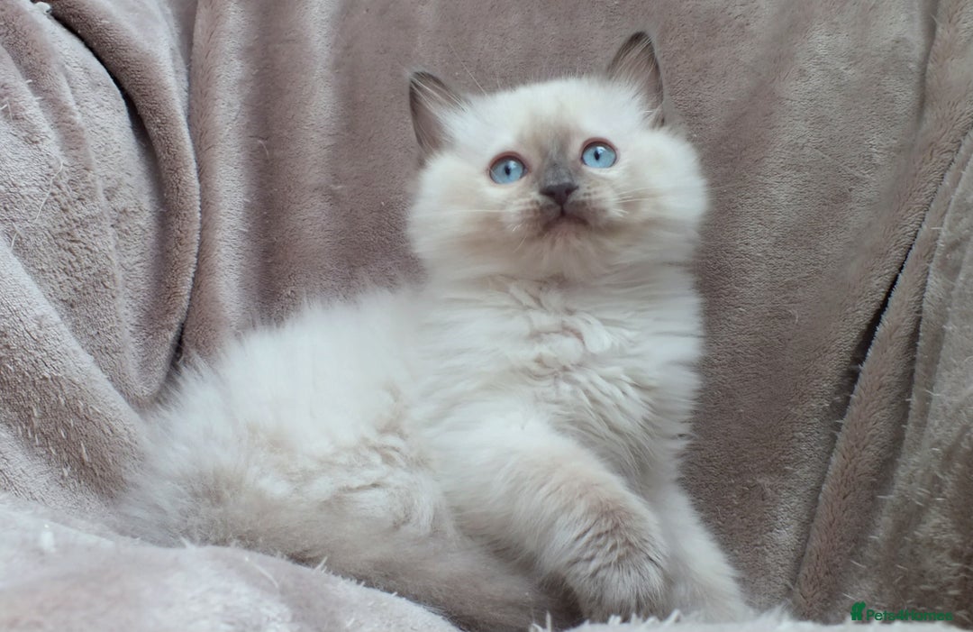 Ragdoll cats for sale: GCCF PET/ACTIVE KITTENS CHAMPION IMP BLOODLINES - Image 30
