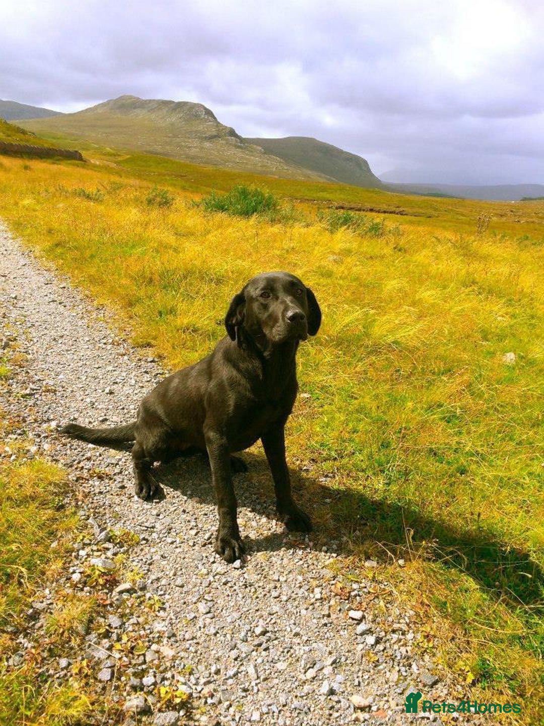 Labrador Retriever dogs for sale: “Betty” black lab - Advert 5