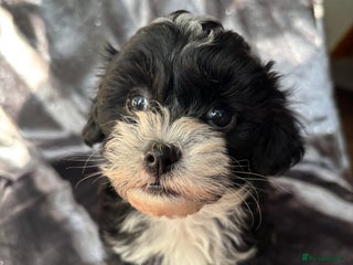 Maltipoo dogs Maltipoo puppies - Advert 10