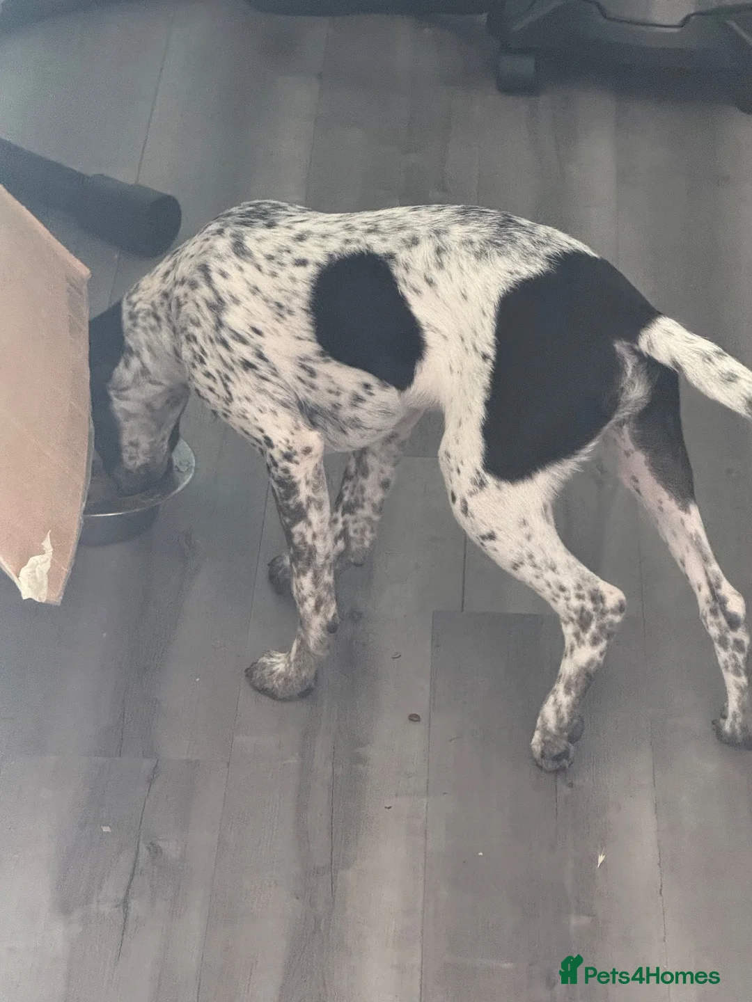 Mixed Breed dogs for sale: Jack Russell cross in Peterborough - Advert 2