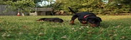 Dobermann dogs for sale: Quality European Dobermann Puppies - 2 Remaining - Advert 25