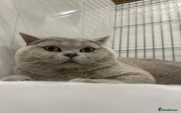 British Shorthair cats for stud: GCCF Champion Active Lilac Male for Stud Services  - Image 4