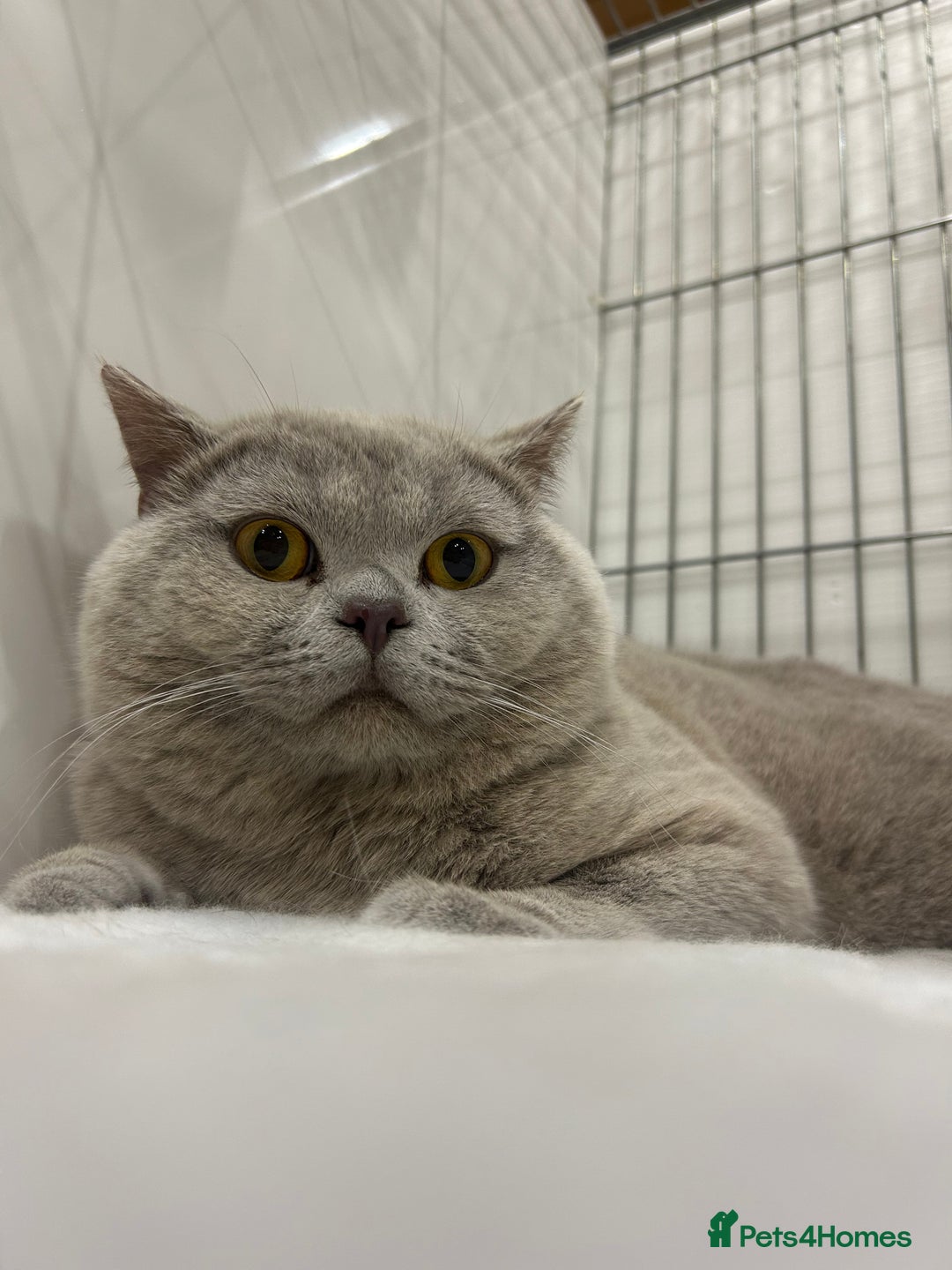 British Shorthair cats for stud: GCCF Champion Active Lilac Male for Stud Services  - Image 4