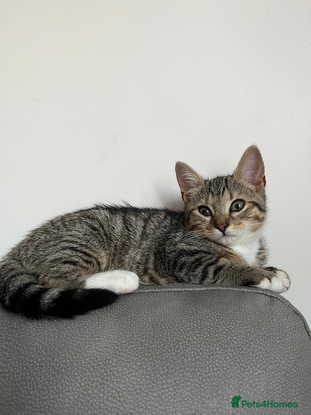 Mixed Breed cats for sale: Hazel,  ** ! - Advert 5